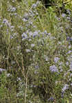 Willowleaf aster